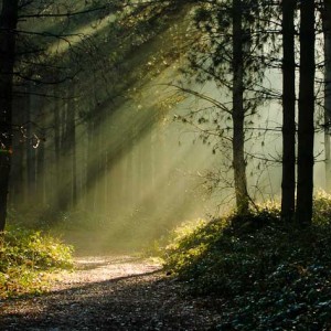 Forest_Sunlight